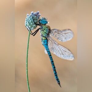 Meet your Posher, Avis